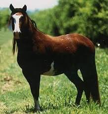 Abaco Barb Horses